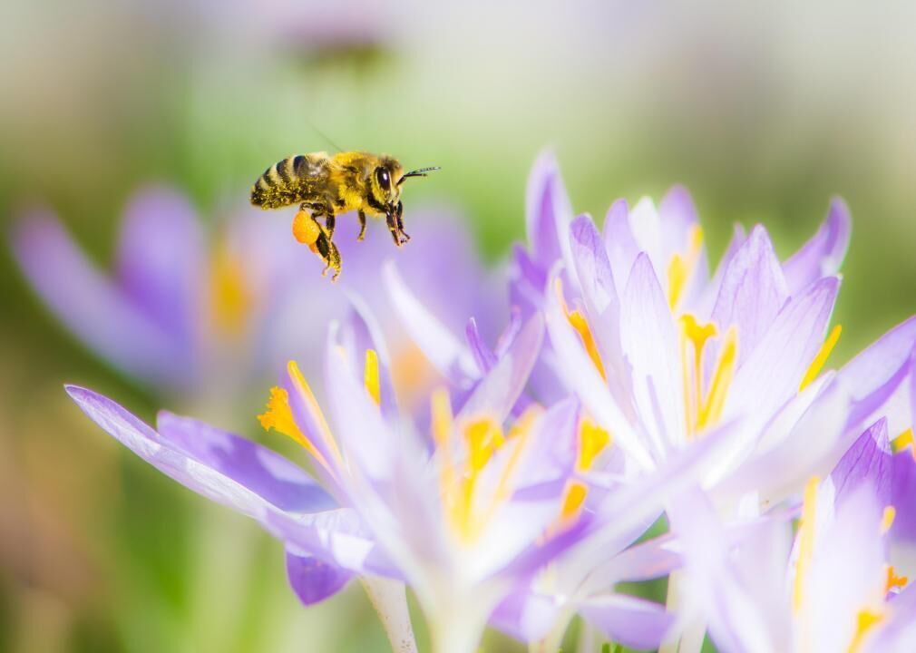 Pollination is a partnership